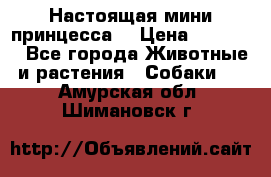 Настоящая мини принцесса  › Цена ­ 25 000 - Все города Животные и растения » Собаки   . Амурская обл.,Шимановск г.